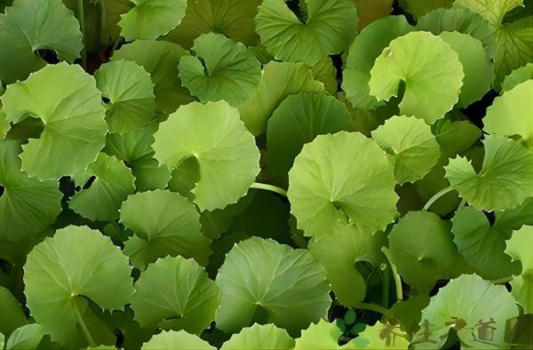 Centella asiatica Centella asiatica
